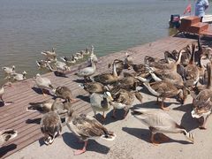 -南大港湿地风景区