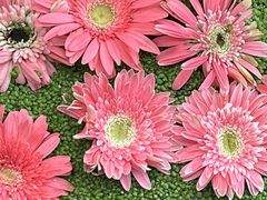 -上海鲜花港