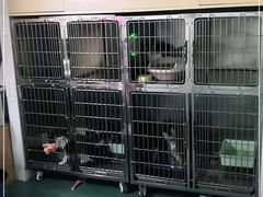 -瑞派先诺宠物医院•猫专科•普外科•中兽医(佛山院)