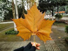 -重庆彩云湖湿地公园