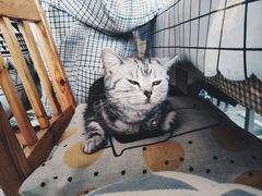 -海边的猫和咖啡馆