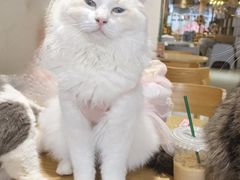 -藏猫猫咖啡主题馆(中央大道店)
