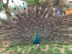 -石家庄市动物园