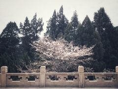 -武汉大学-樱园