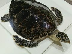 android_upload_pic-青岛贝壳博物馆