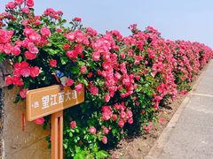 -上海滨江森林公园