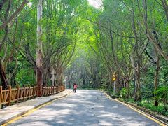 -银湖山郊野公园-相思林