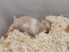 -中环花鸟鱼虫市场
