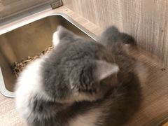 -飞行喵MR PILOT|猫舍·猫咖(静安大融城店)