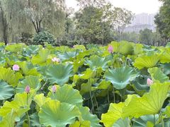 -沐仙湖湿地公园