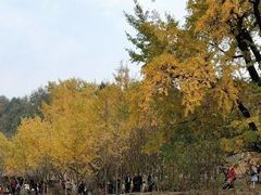 -千年银杏谷文化旅游区