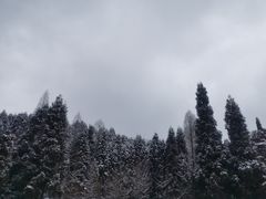 -武陵山森林公园