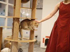 -楼上猫咖(罗湖店)