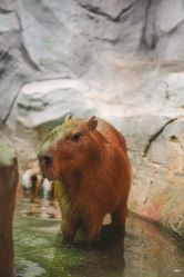 -Zoolung Zoolung动物主题公园(海信广场店)