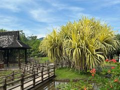 -中国科学院西双版纳热带植物园