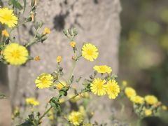 -南大港湿地风景区