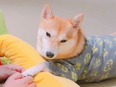 -逗柴咖啡屋·狗咖猫咖宠物桌游