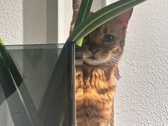 -琪喵猫屋·撸猫猫咖·猫舍