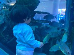 -乐从天佑城海洋馆
