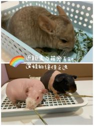 -Moni星球萌宠·小马宝莉·灵蛇·高端高阶全萌宠互动体验俱乐部(红豆国际广场店)