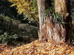 -穹窿山景区