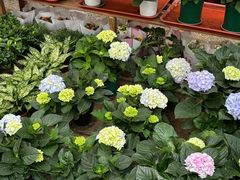 -中环花鸟鱼虫市场