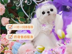 -萌宠之家·腊肠犬·马尔泰·小体犬舍