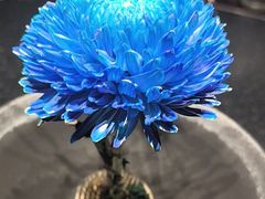 -大拙里·精致融合菜(沙湖桃源国际店)