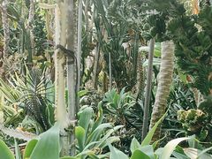 -深圳仙湖植物园