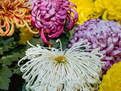 -上海共青森林公园