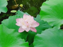 -荷塘月色湿地公园·向阳花洲