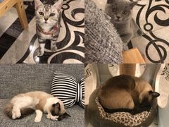 -有猫儿腻咖啡厅.猫咖