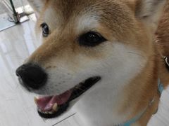 -申普宠物医院·眼科·心内科·影像科(普陀分院)