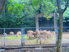 -合肥野生动物园