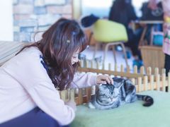 -猫的茶·猫咖