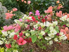 -南宫五洲植物乐园