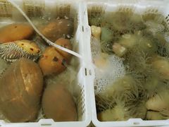 -罗源湾8号渔排