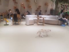 -藏猫猫咖啡主题馆(中央大道店)