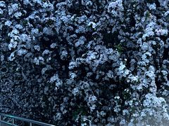 -海棠花溪(元大都城垣遗址公园)