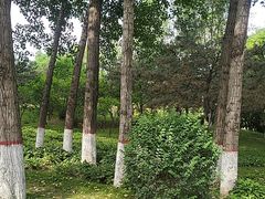 -燕郊植物园