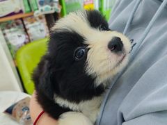 -唐小姐の猫狗洗护·购宠旗舰店(周浦万达店)