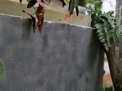 -上海鲜花港