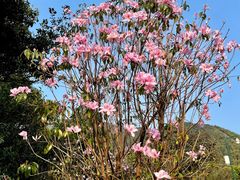 -梧桐山风景名胜区