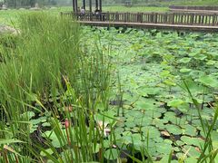 -羊亭河湿地公园