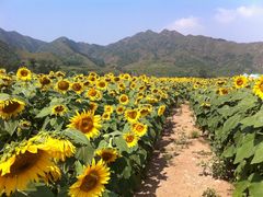 -雾灵西峰