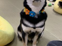 -逗柴咖啡屋·狗咖猫咖宠物桌游