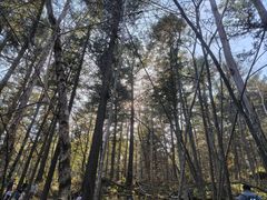 -五营红松林海景区