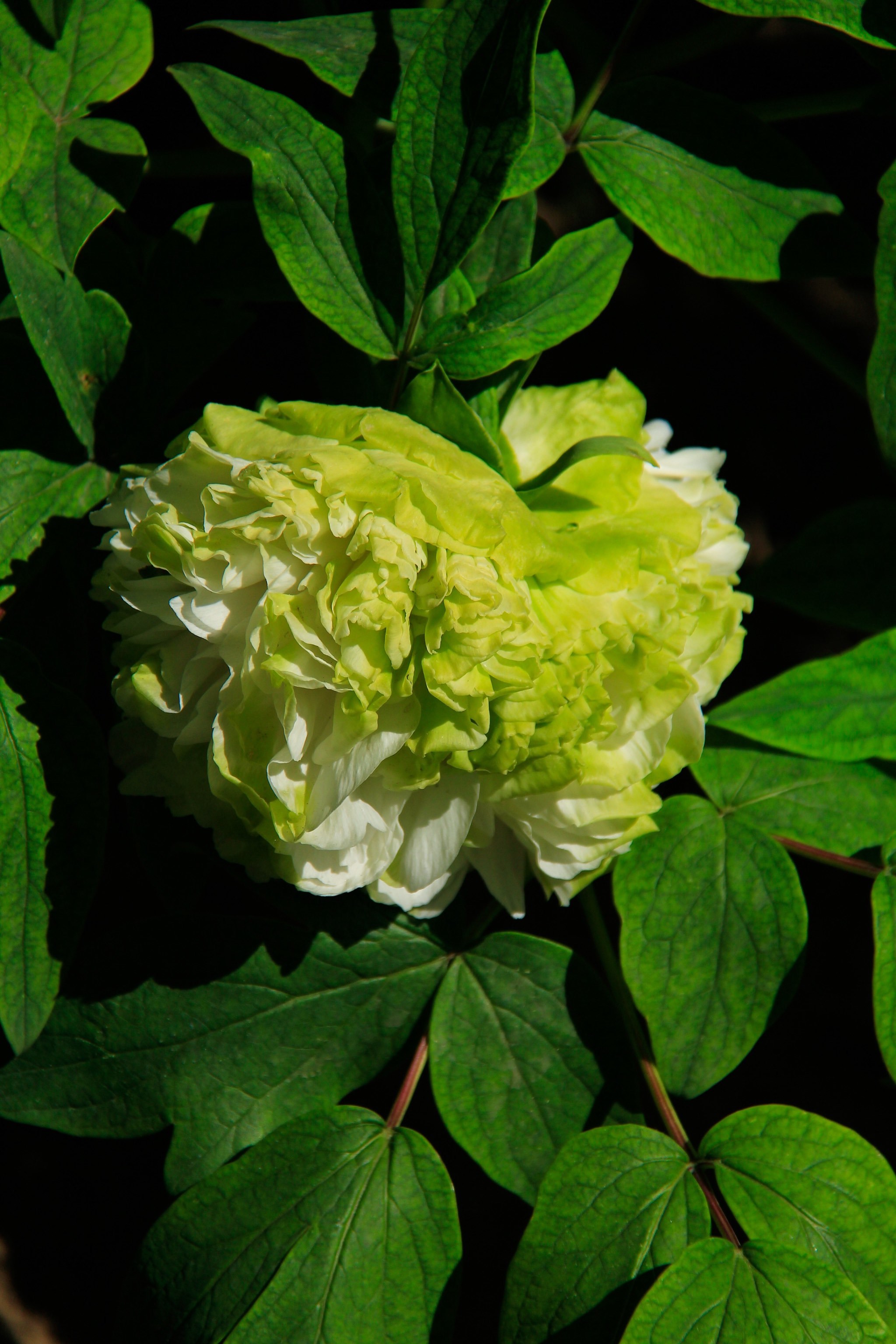 27景山绿幕隐玉牡丹盛开