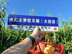 -南汇水蜜桃采摘(大团店)