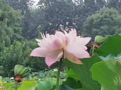 -莲花池公园